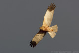 Western Marsh Harrier - Bruine Kiekendief - Circus aeruginosus