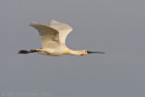 Eurasian Spoonbill - Lepelaar - Platalea leucorodia