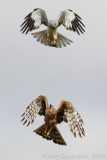 Blauwe Kiekendief / Hen Harrier 