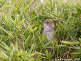 Taiwan Bush Warbler - Taiwanese Struikzanger - Bradypterus alishanensis