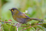 Steers Liocichla - Formosatimaliegaai - Liocichla steerri