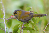 Steers Liocichla - Formosatimaliegaai - Liocichla steerri