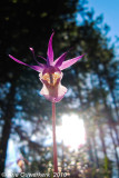 Calypso orchid - Bosnimf - Calypso bulbosa