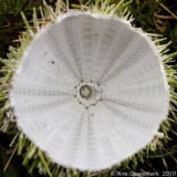 Sea Urchin - Zee-egel