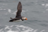 Atlantic Puffin - Papegaaiduiker - Fratercula arctica