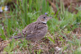 Calandra Lark - Kalanderleeuwerik - Melanocarypha calandra