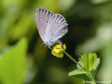 Oostelijk Staartblauwtje - Cupido decolorata