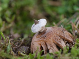 Striate Eartstar - Baretaardster - Geastrum striatum