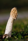 Paddestoelen / Mushrooms - Fungi