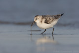 Sanderling - Drieteenstrandloper - Calidris alba