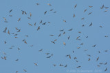 Common Buzzard - Buizerd - Buteo buteo