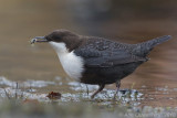 White-throated Dipper - Waterspreeuw - Cinclus cinclus cinclus