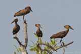 Hamerkop - Hamerkop - Scopus umbretta