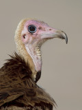 Hooded Vulture - Kapgier - Necrosyrtes monochus