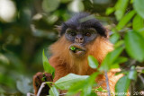 Western Red Colobus - Procolobus badius