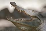 Nile Crocodile - Nijlkrokodil - Crocodylus niloticus