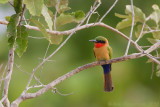 Red-throated Bee-eater - Roodkeelbijeneter - Merops bulocki