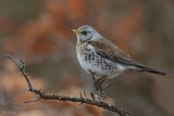 Fieldfare - Kramsvogel - Turdus pilaris