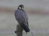 Peregrine Falcon - Slechtvalk - Falco peregrinus