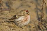 Grote Barmsijs / Mealy Redpoll
