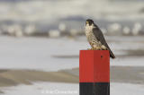 Peregrine Falcon - Slechtvalk - Falco peregrinus
