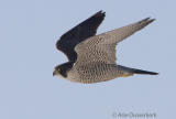 Peregrine Falcon - Slechtvalk - Falco peregrinus