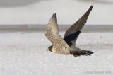 Peregrine Falcon - Slechtvalk - Falco peregrinus