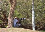 Me trying to photograph the Semi-collared Flycatcher (see next photos for the results)