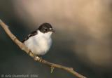 Semi-collared Flycatcher  -  Balkanvliegenvanger  -  Ficedula semitorquata