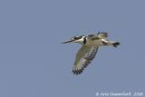 Pied Kingfisher  -  Bonte IJsvogel  -  Ceryle rudis