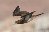 Brown Booby  -  Bruine Gent  -  Sula leucogaster