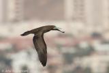 Brown Booby  -  Bruine Gent  -  Sula leucogaster