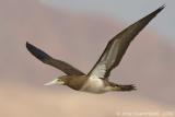 Brown Booby  -  Bruine Gent  -  Sula leucogaster