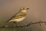 Northern Wheatear  -  Tapuit  -  Oenanthe oenanthe