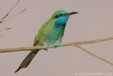 Arabian Green Bee-eater  -  Arabische Kleine Groene Bijeneter  -  Merops orientalis cyanophrys