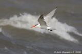 Caspian Tern  -  Reuzenstern  -  Hydroprogne caspia
