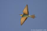 European Bee-eater  -  Bijeneter  -  Merops apiaster