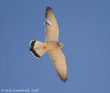 Lesser Kestrel  -  Kleine Torenvalk  -  Falco naumanni