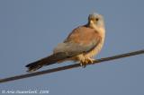 Lesser Kestrel  -  Kleine Torenvalk  -  Falco naumanni