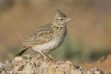 Crested Lark  -  Kuifleeuwerik  -  Galerida cristata
