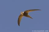 Pallid Swift  -  Vale Gierzwaluw  -  Apus pallidus