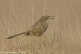 Arabian Babbler  -  Arabische Babbelaar  -  Turdoides squamiceps