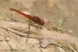 Scarlet Dragonfly - Vuurlibel - Crocothemis erytraea