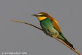 European Bee-eater  -  Bijeneter  -  Merops apiaster