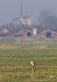 Peregrine Falcon - Slechtvalk - Falco peregrinus