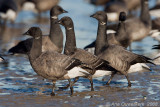 Brent Goose - Rotgans - Branta bernicla