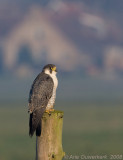 Peregrine Falcon - Slechtvalk - Falco peregrinus