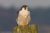 Peregrine Falcon - Slechtvalk - Falco peregrinus