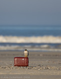Peregrine Falcon - Slechtvalk - Falco peregrinus