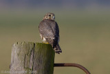 Merlin - Smelleken - Falco columbarius